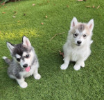 Šteniatka plemena pomsky sú pripravené ísť do nových domovov