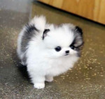 K dispozícii sú šteniatka pomeraniana typu „teacup“