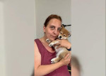 Rozkošné šteniatko shiba inu! 