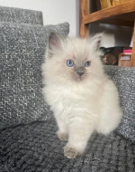 Krásná koťátka plemene Ragdoll